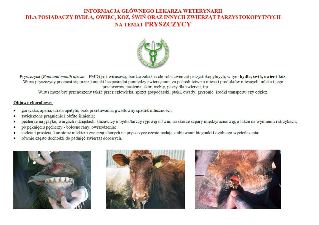 Komunikat Głównego Lekarza Weterynarii na temat ogniska pryszczycy w Niemczech